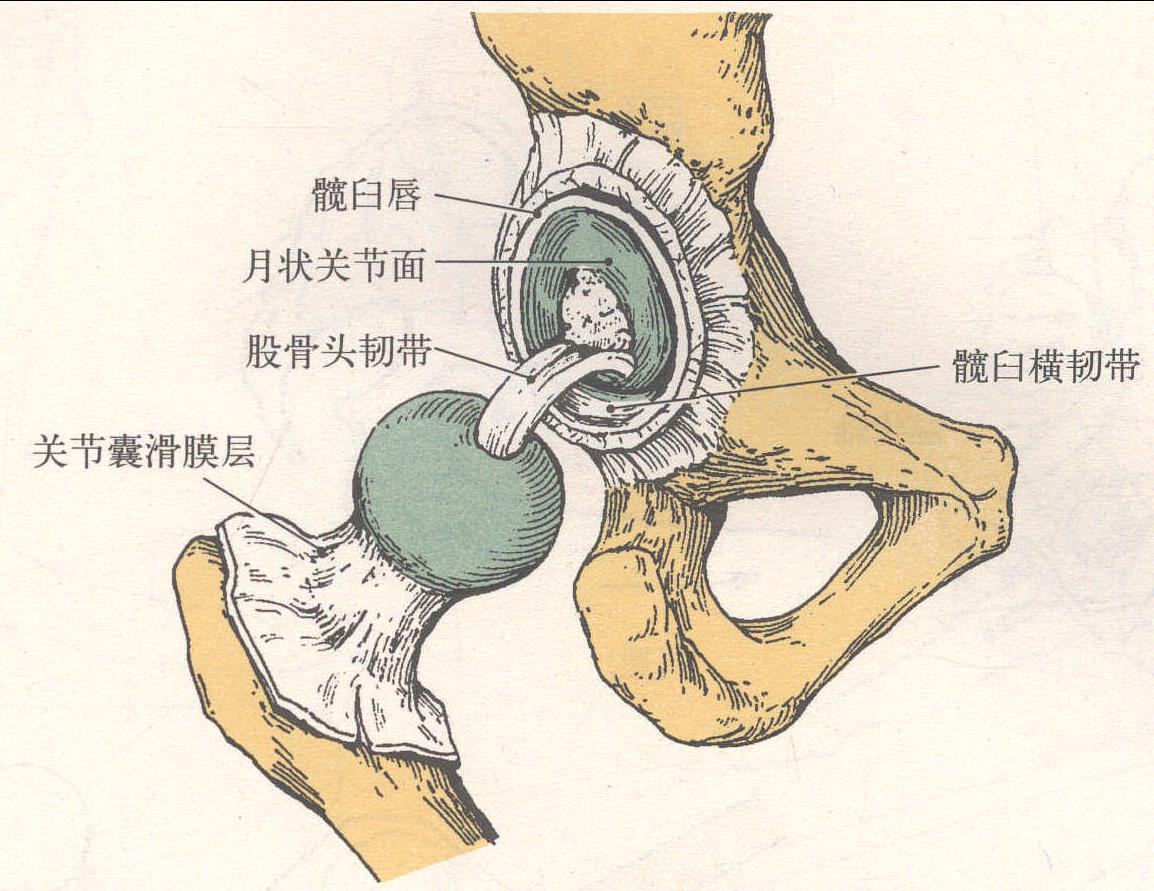 髋关节