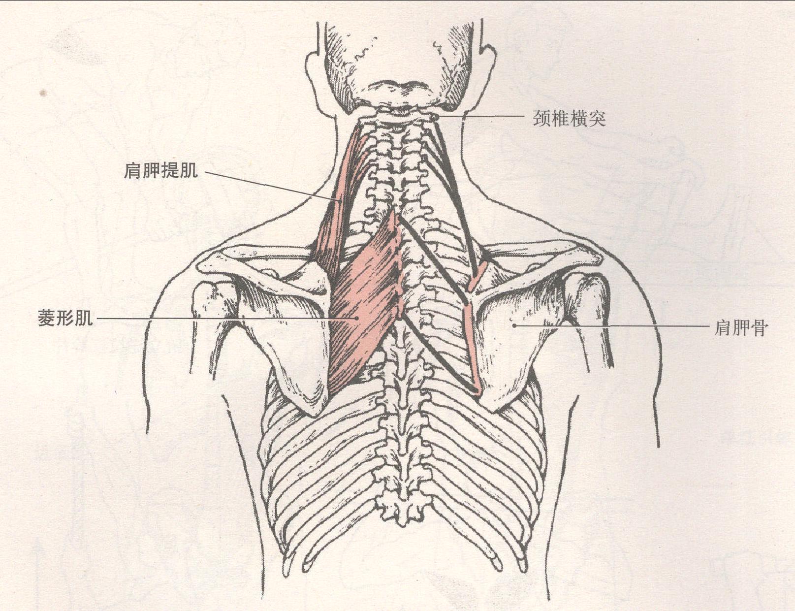 肩胛提肌 菱形肌