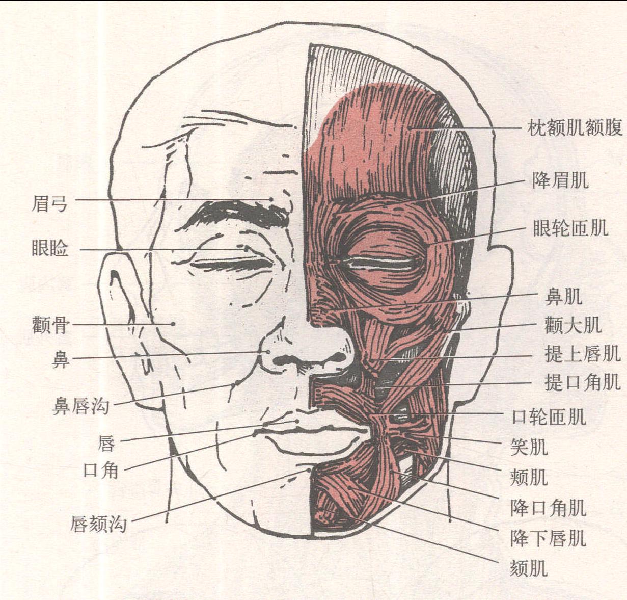 表情肌