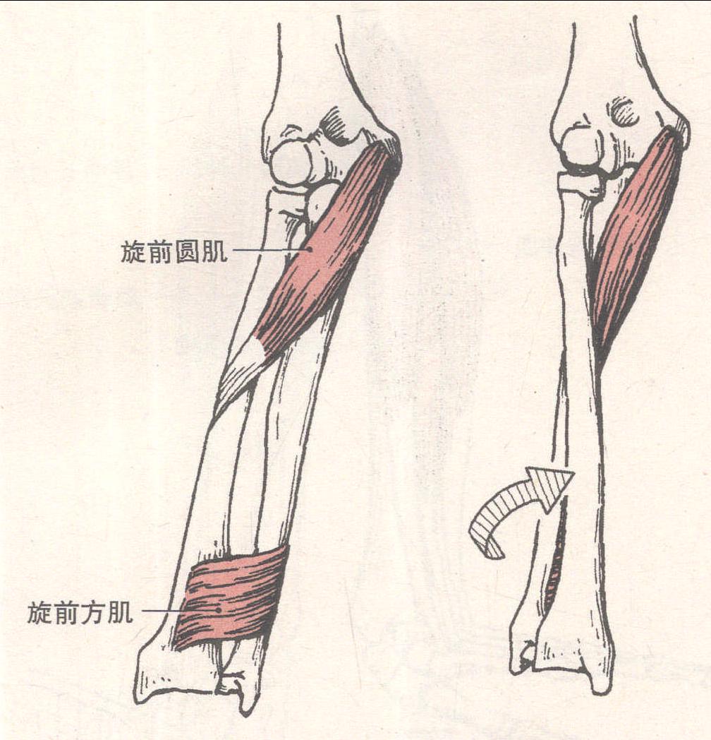 运动肘关节的肌群