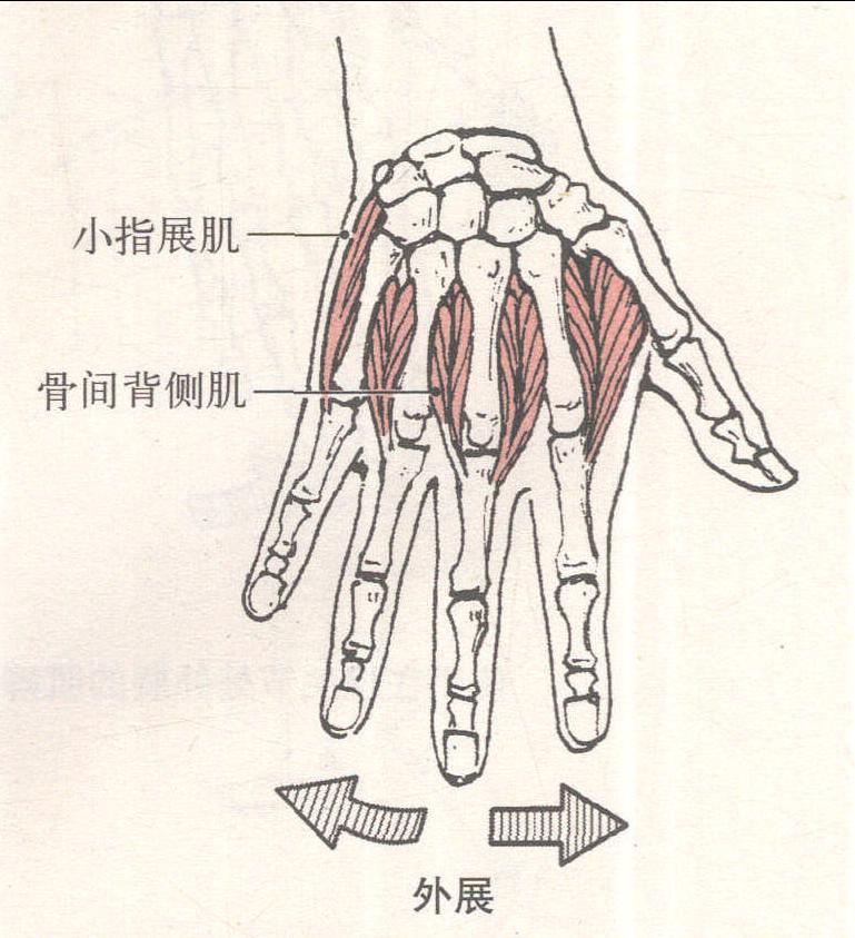运动手指关节的肌群