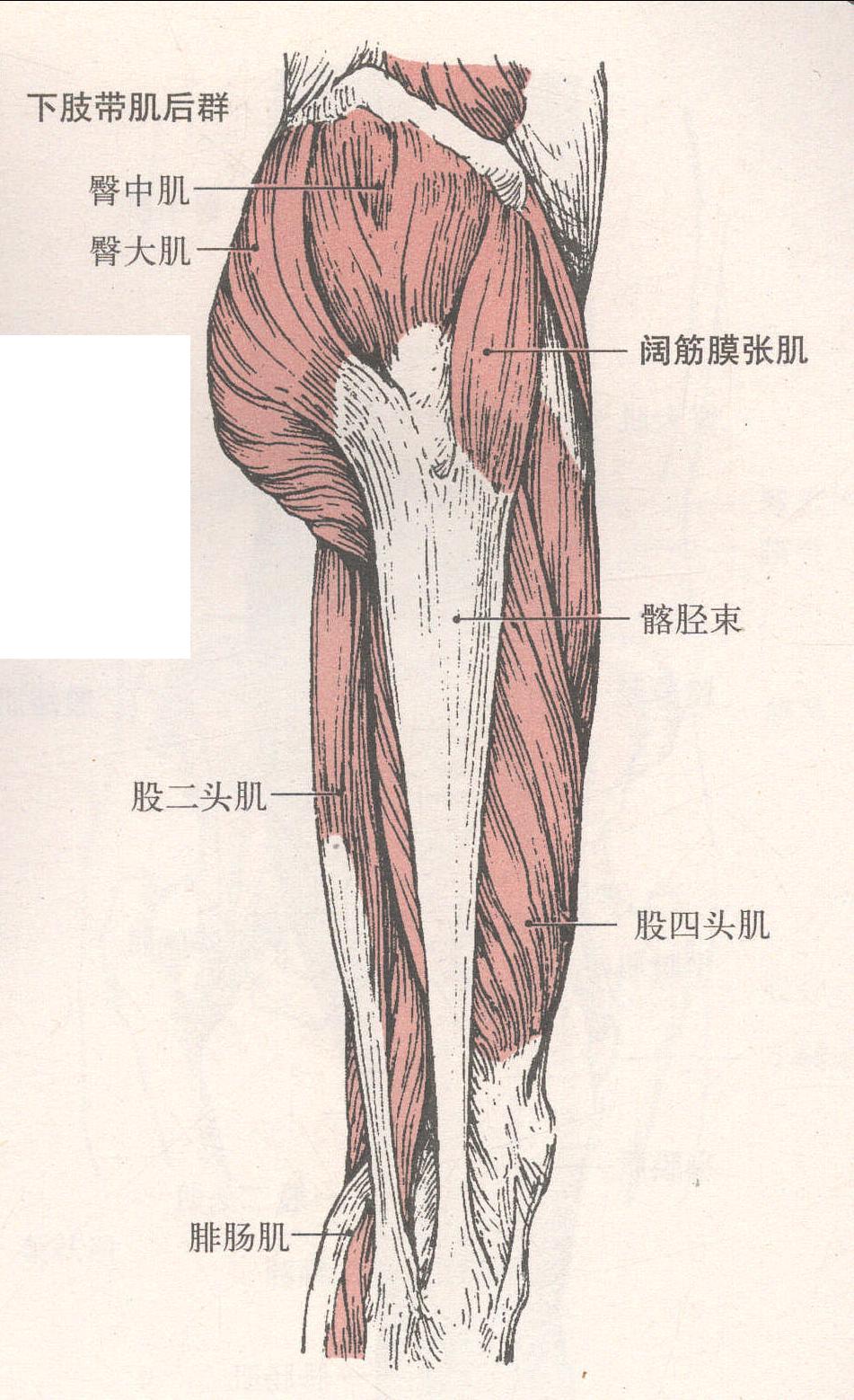 下肢带肌(盆带肌)和大腿肌(前面和外侧面)