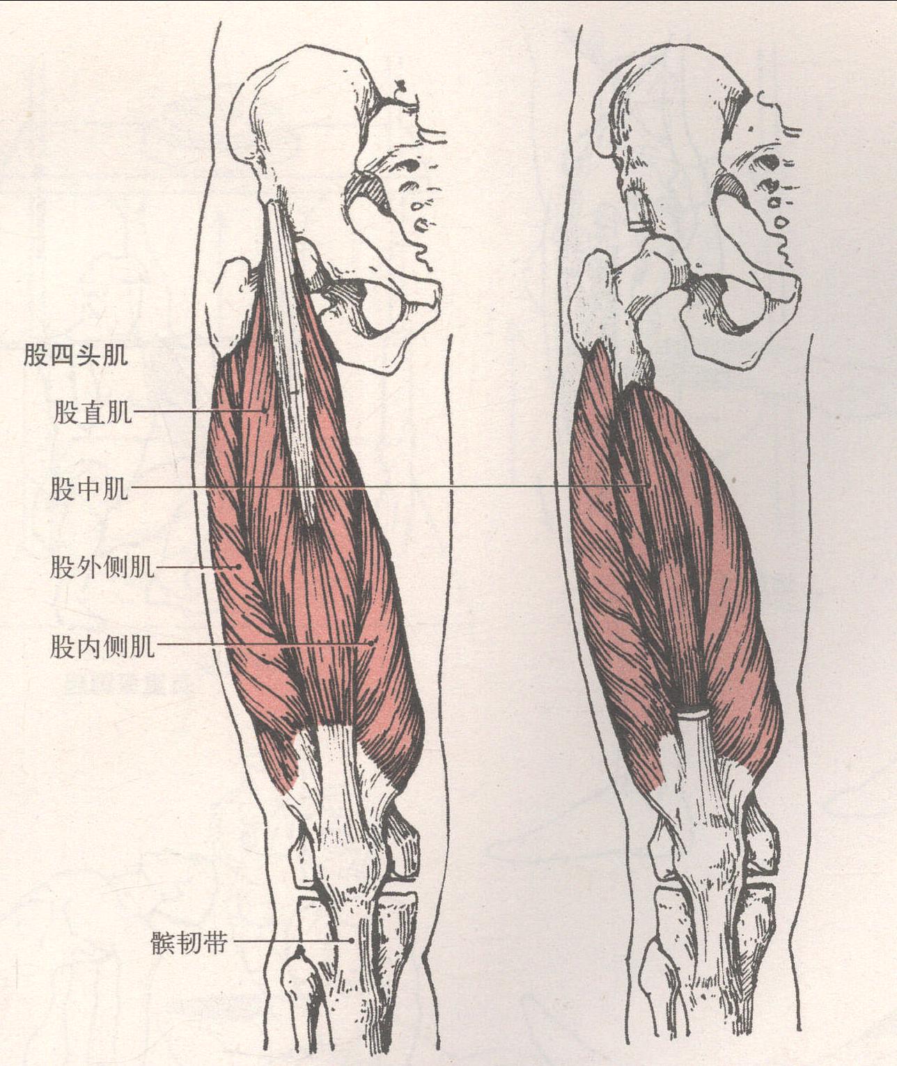 股四头肌