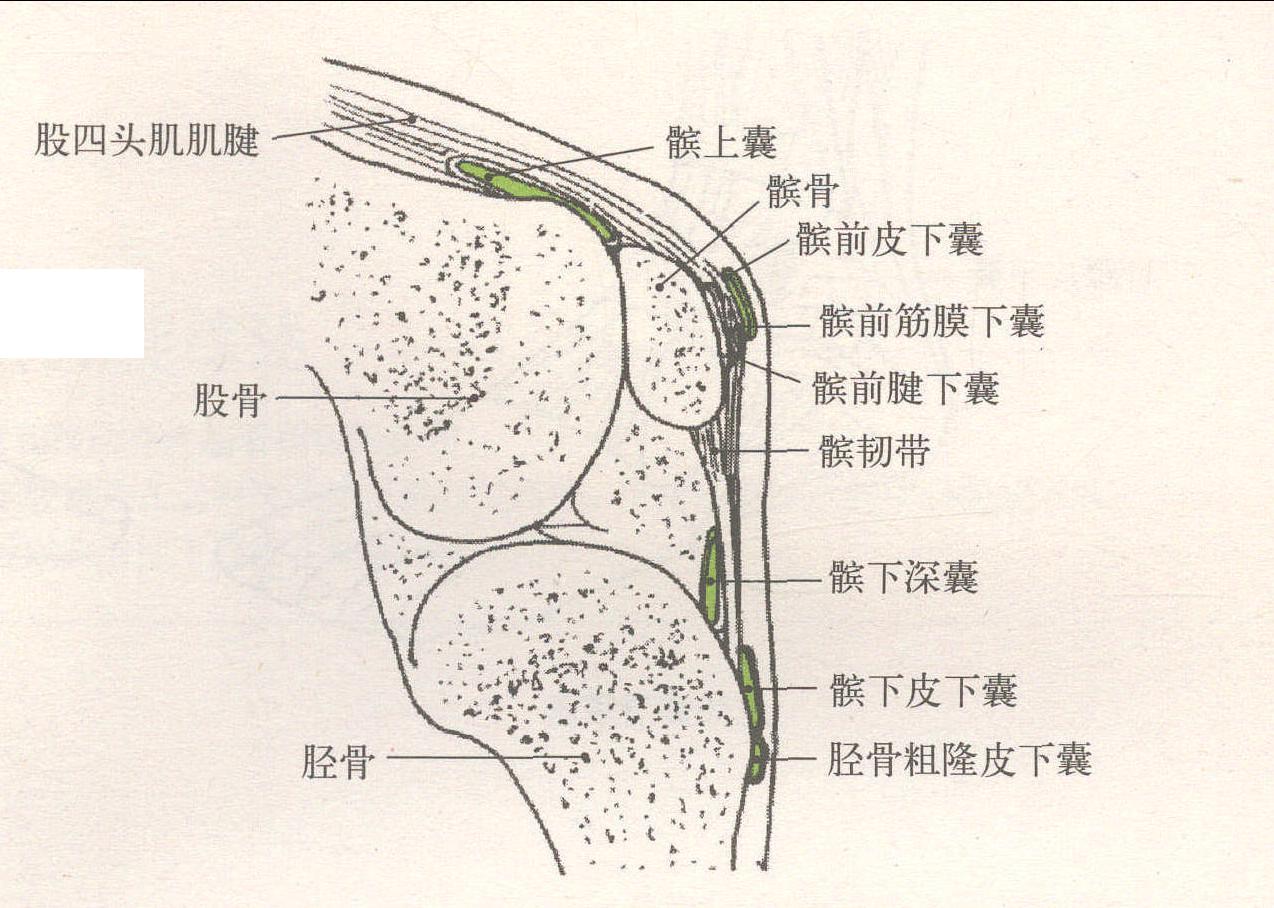 膝部滑膜囊