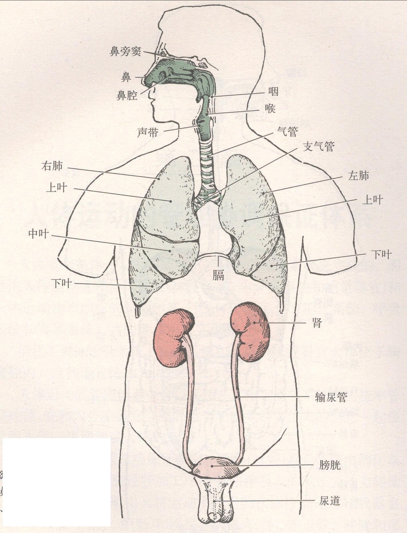 内脏(消化、呼吸、泌尿、生殖系统)