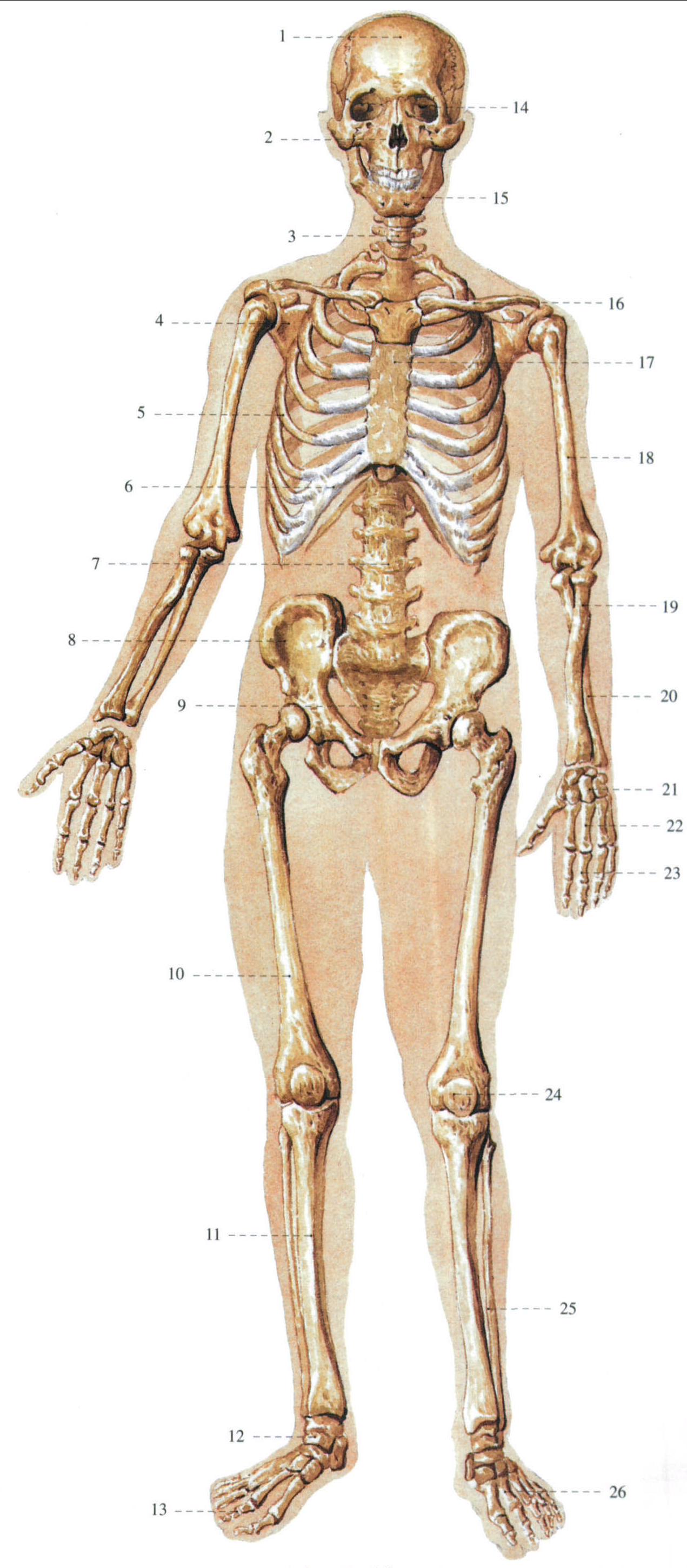 1.人体骨骼 (前面观)