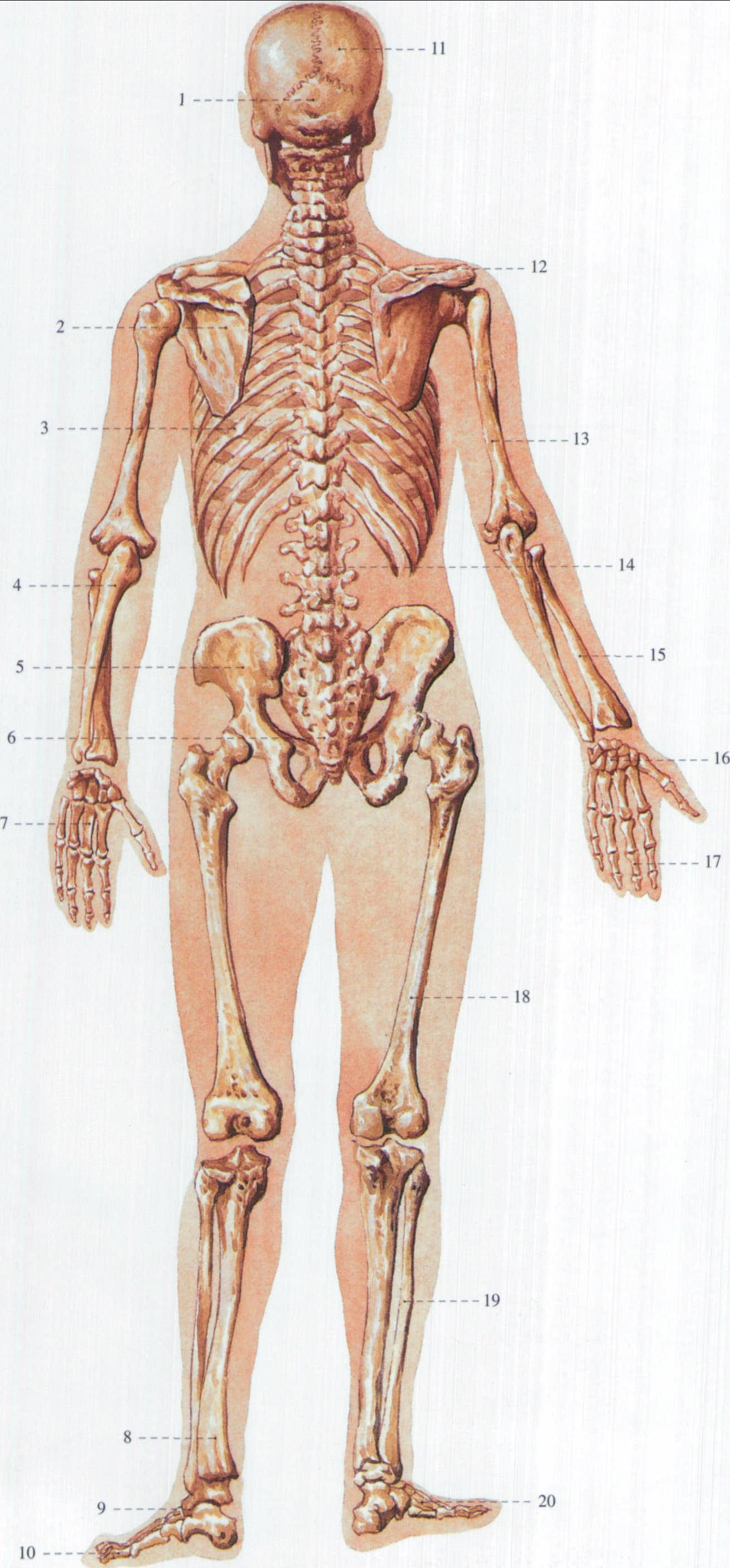 2.人体骨骼 (后面观)