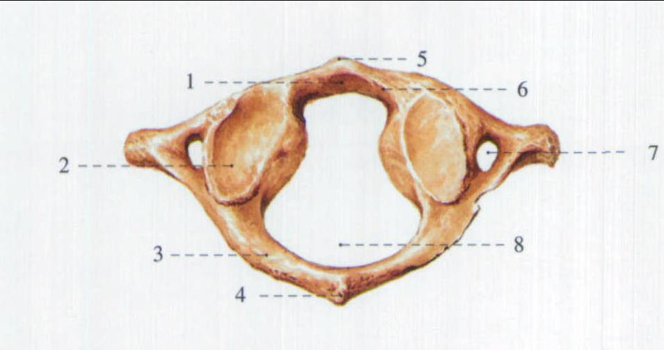 8.各部椎骨的形态