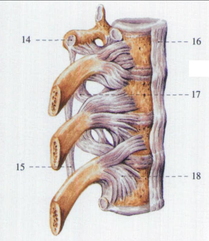22.肋椎关节 (前面观)