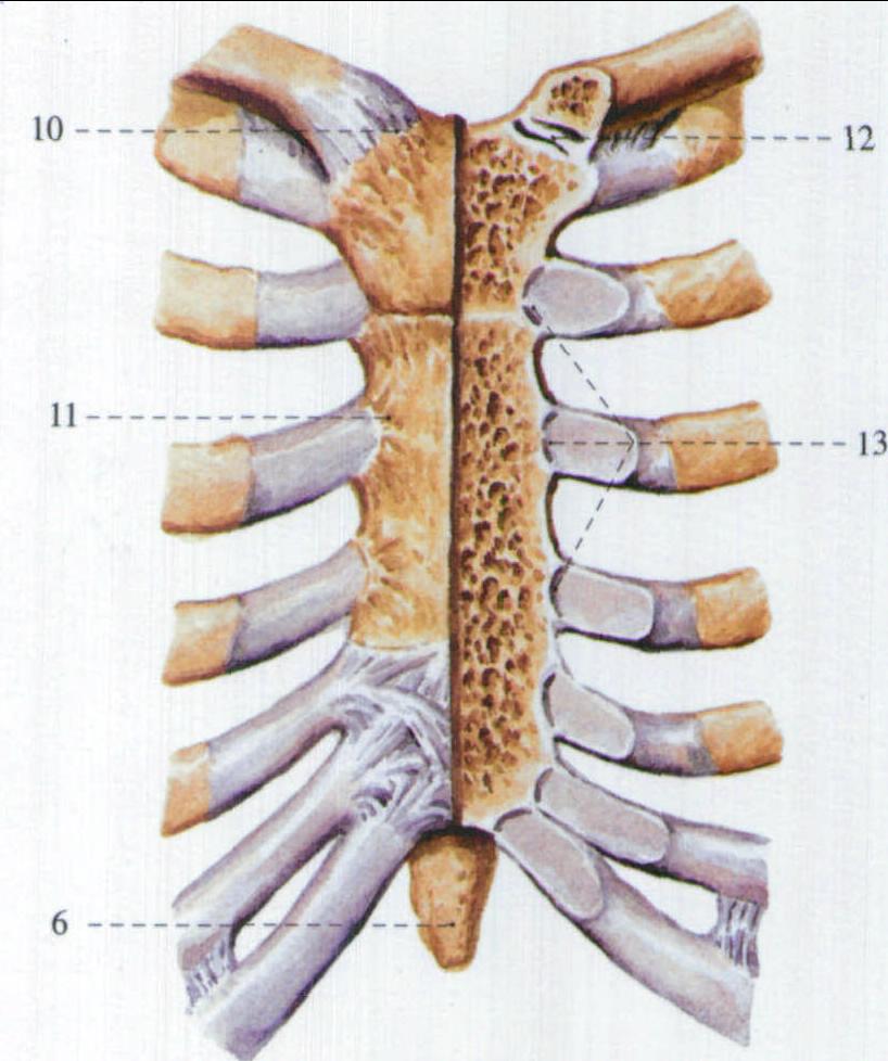 21.胸肋关节 (前面观)