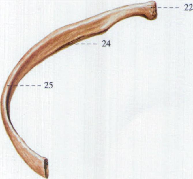 24.第七肋骨