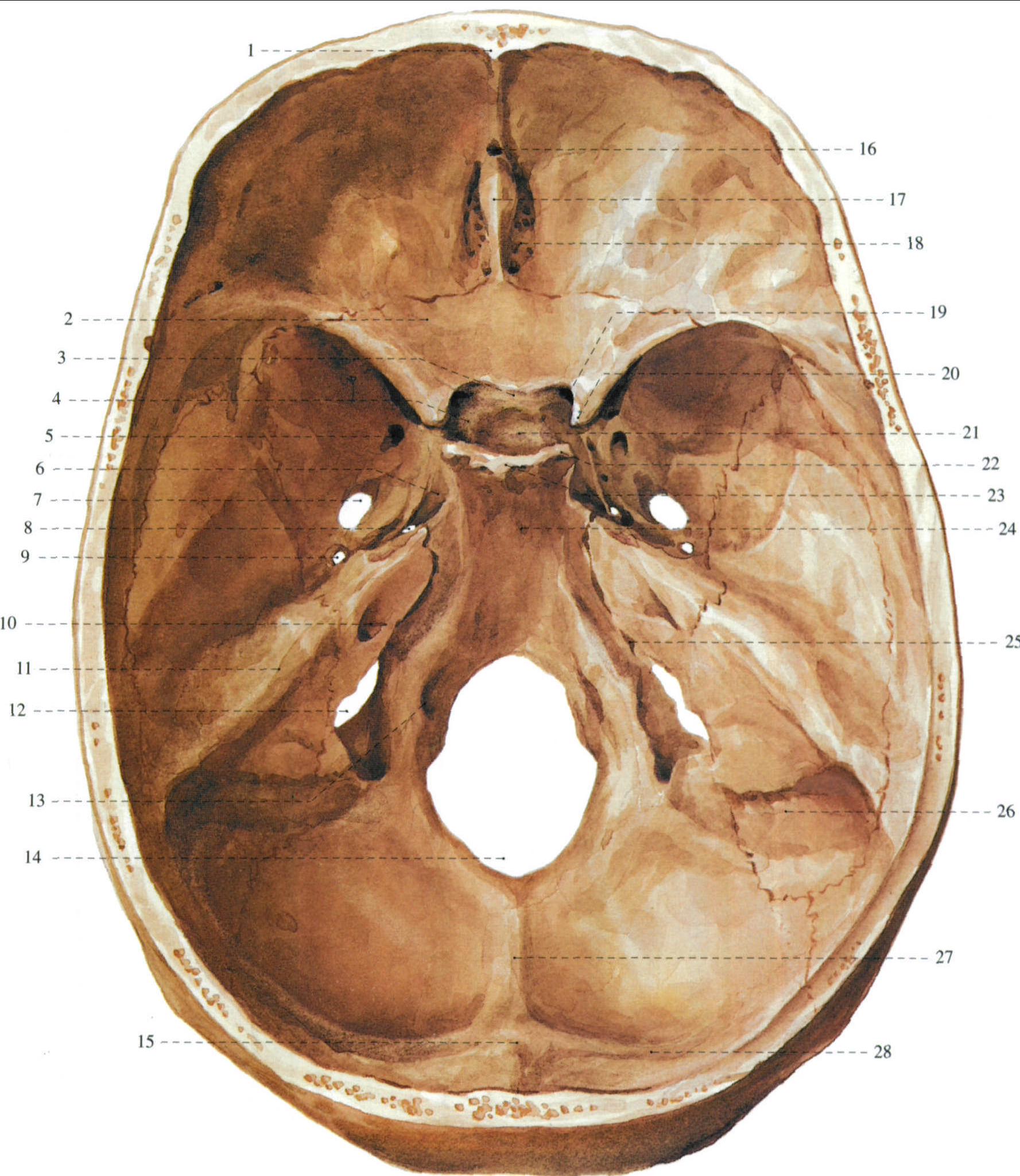 卵圆孔foramenovale8破裂孔foramenlacerum9棘