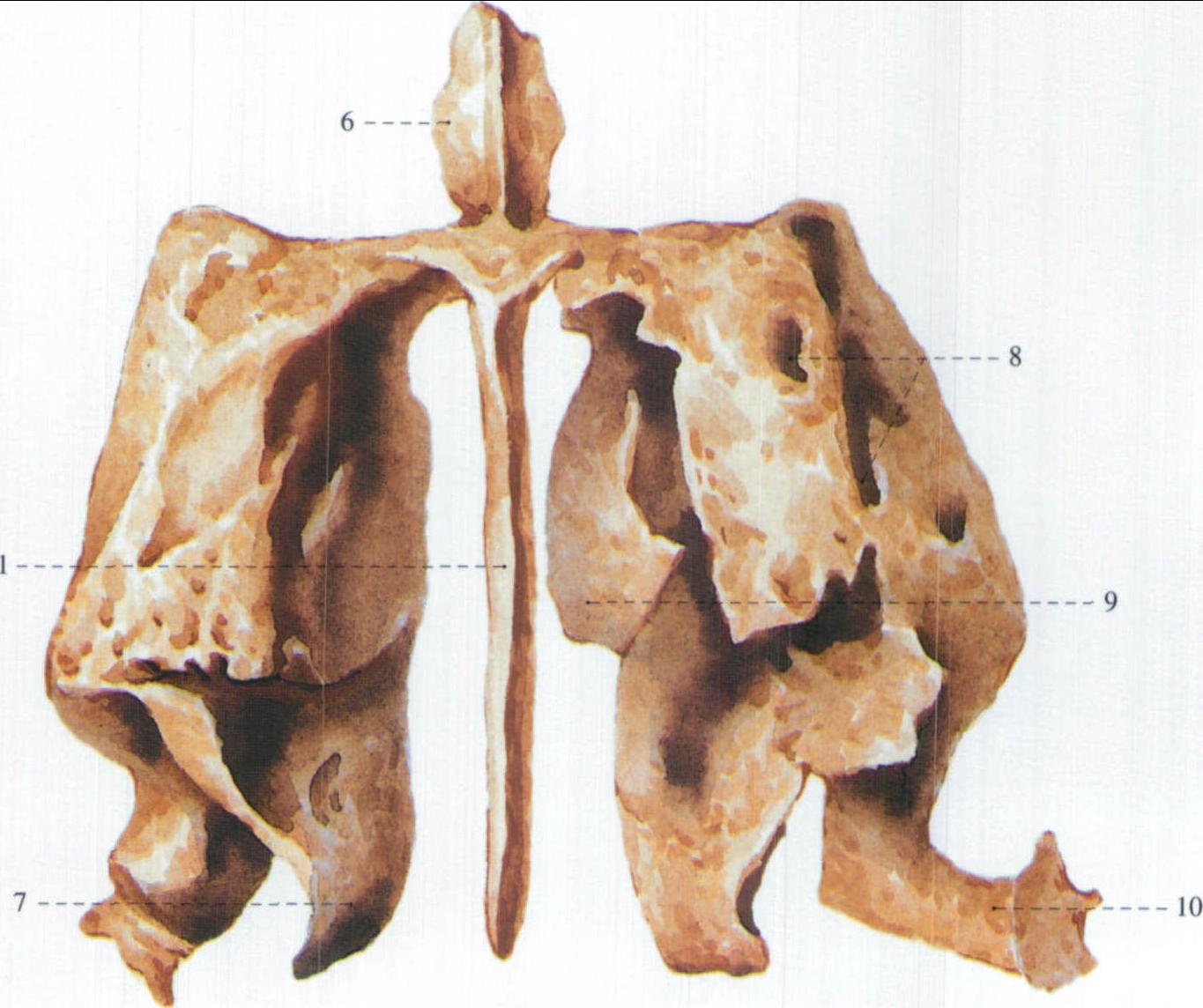 筛骨解剖图三维图片