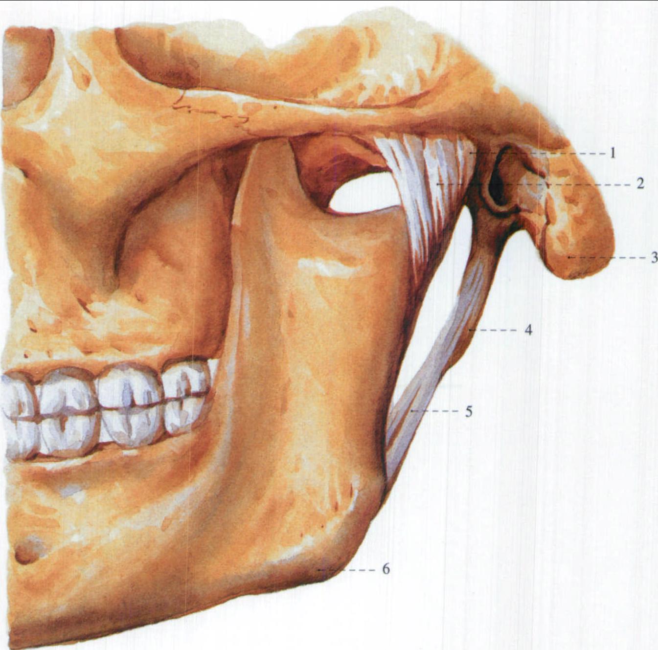 51. 由幼至老下颌骨形态的改变 (2)-颌面口腔应用解剖-医学