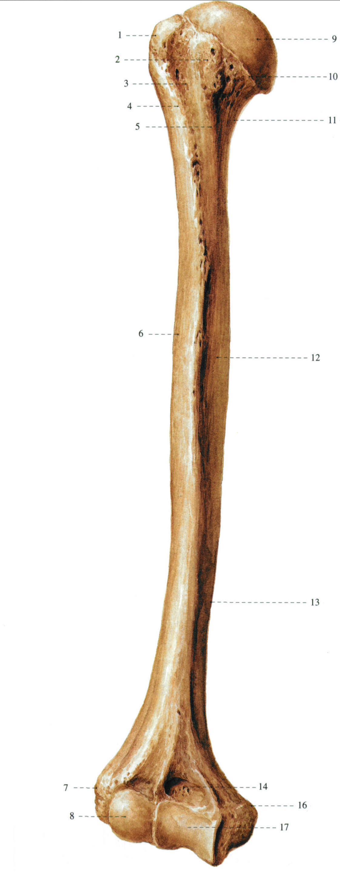 肱骨正面观图片