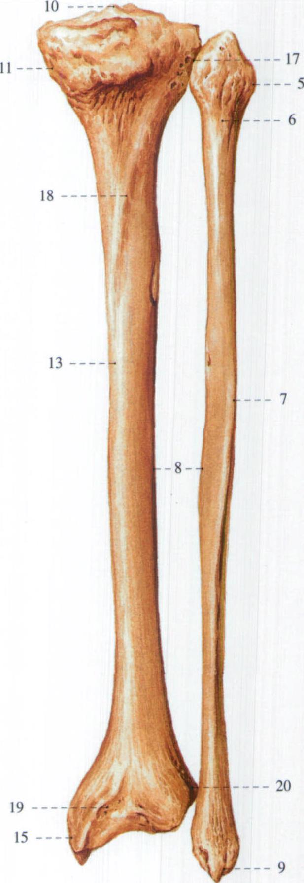 83.胫骨和腓骨 (后面观)