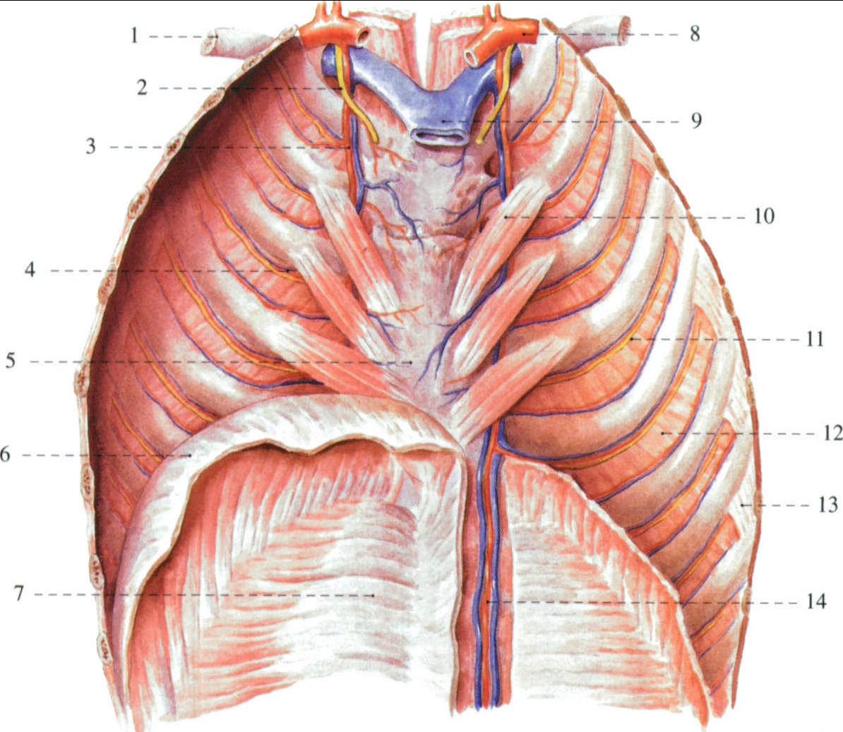 胸前壁 (内面观)