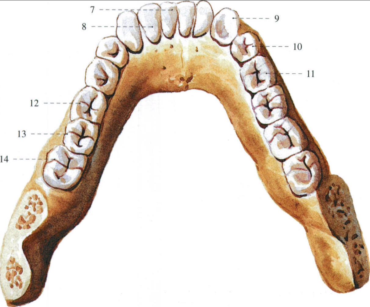 下颌尖牙解剖形态图片