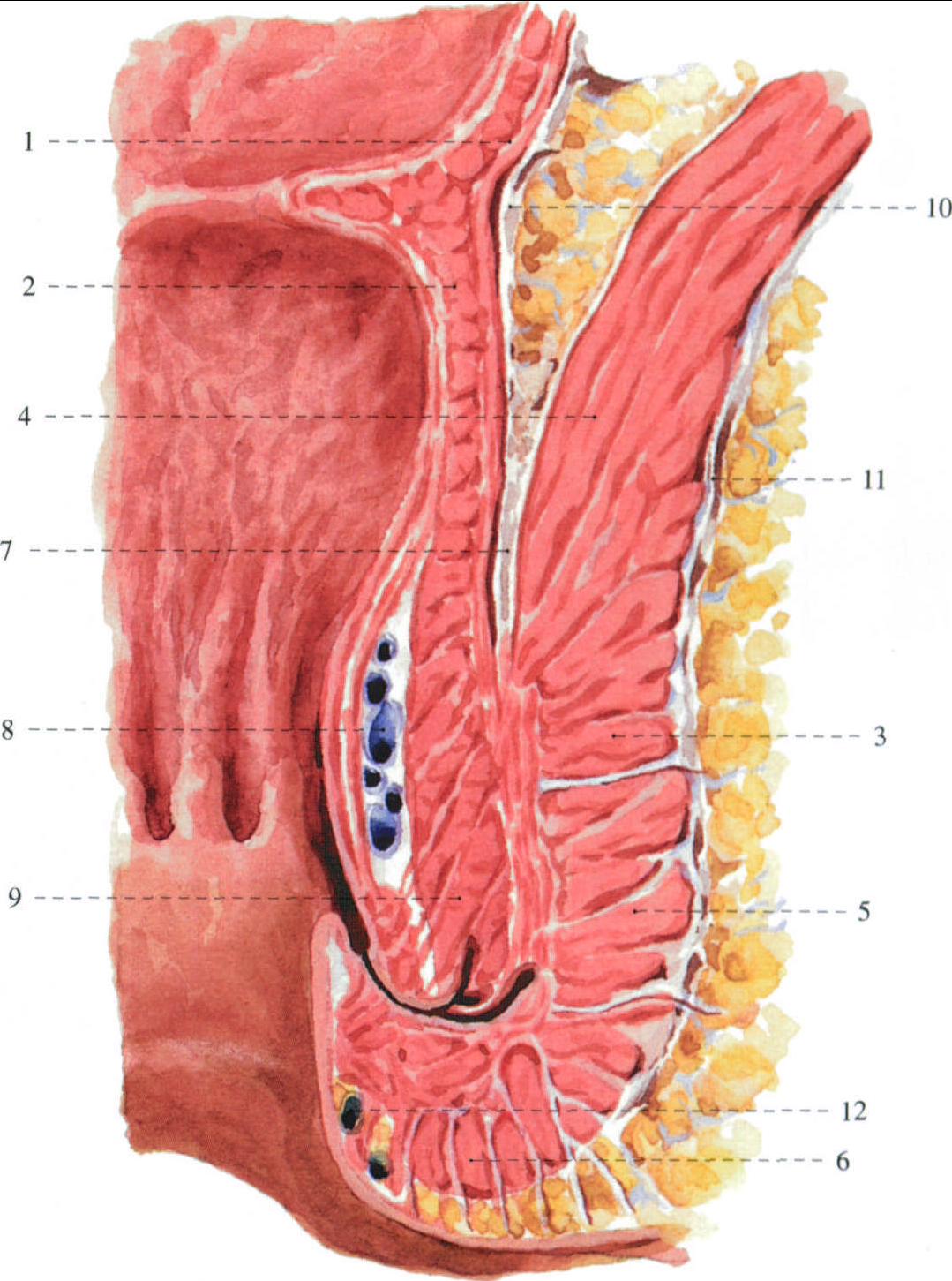 肛门括约肌解剖结构图片