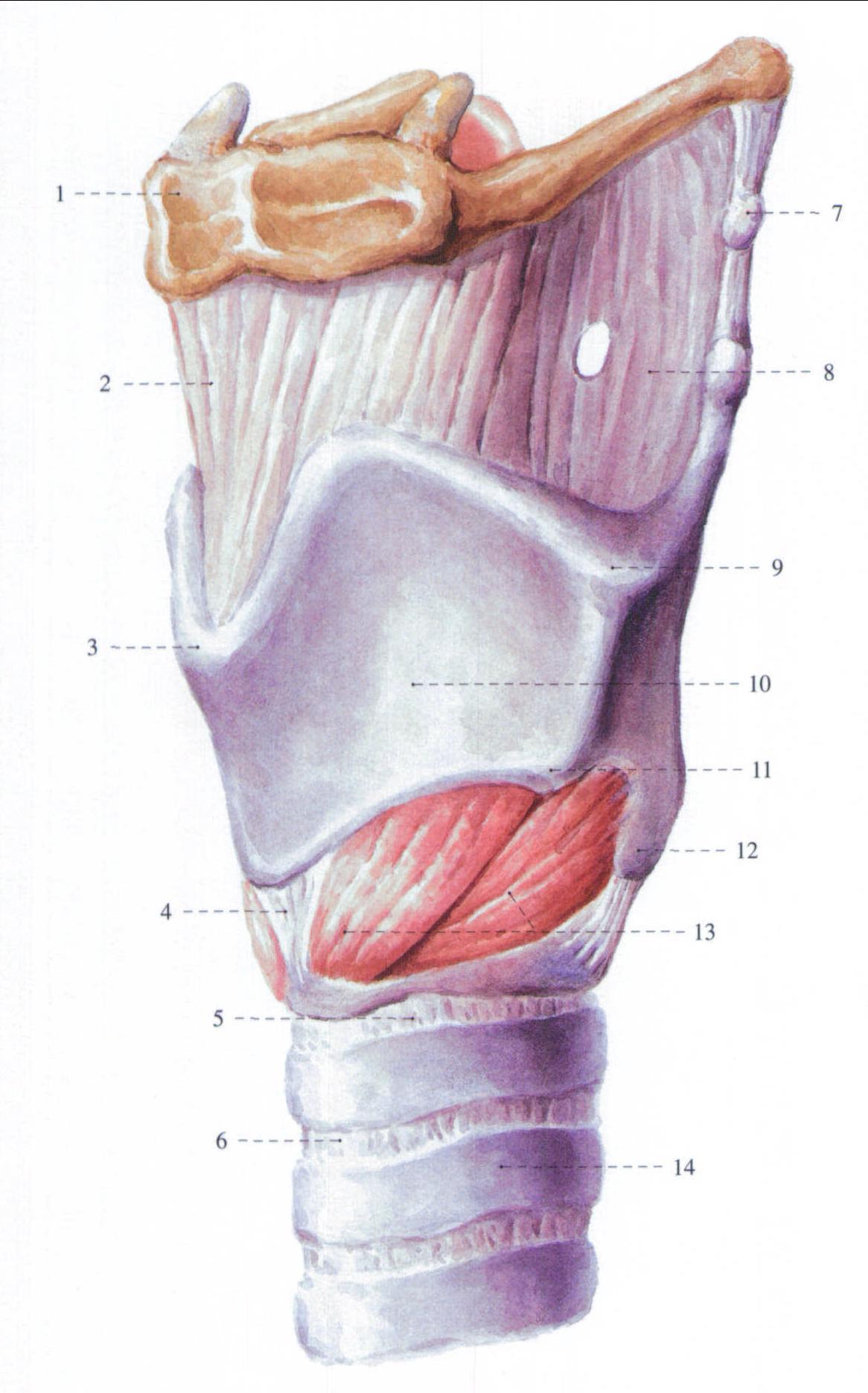 喉软骨解剖图侧面图片