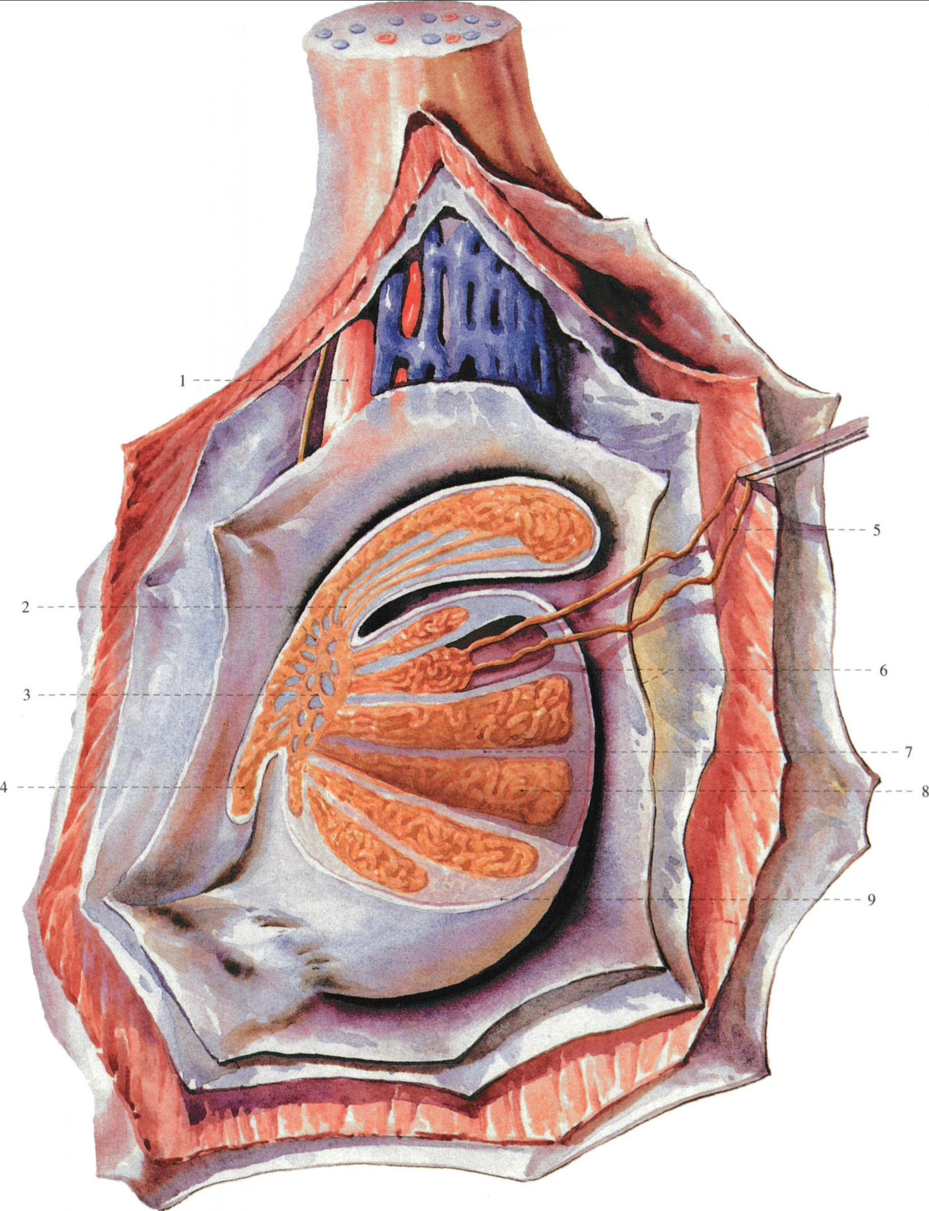 附睾解剖图片