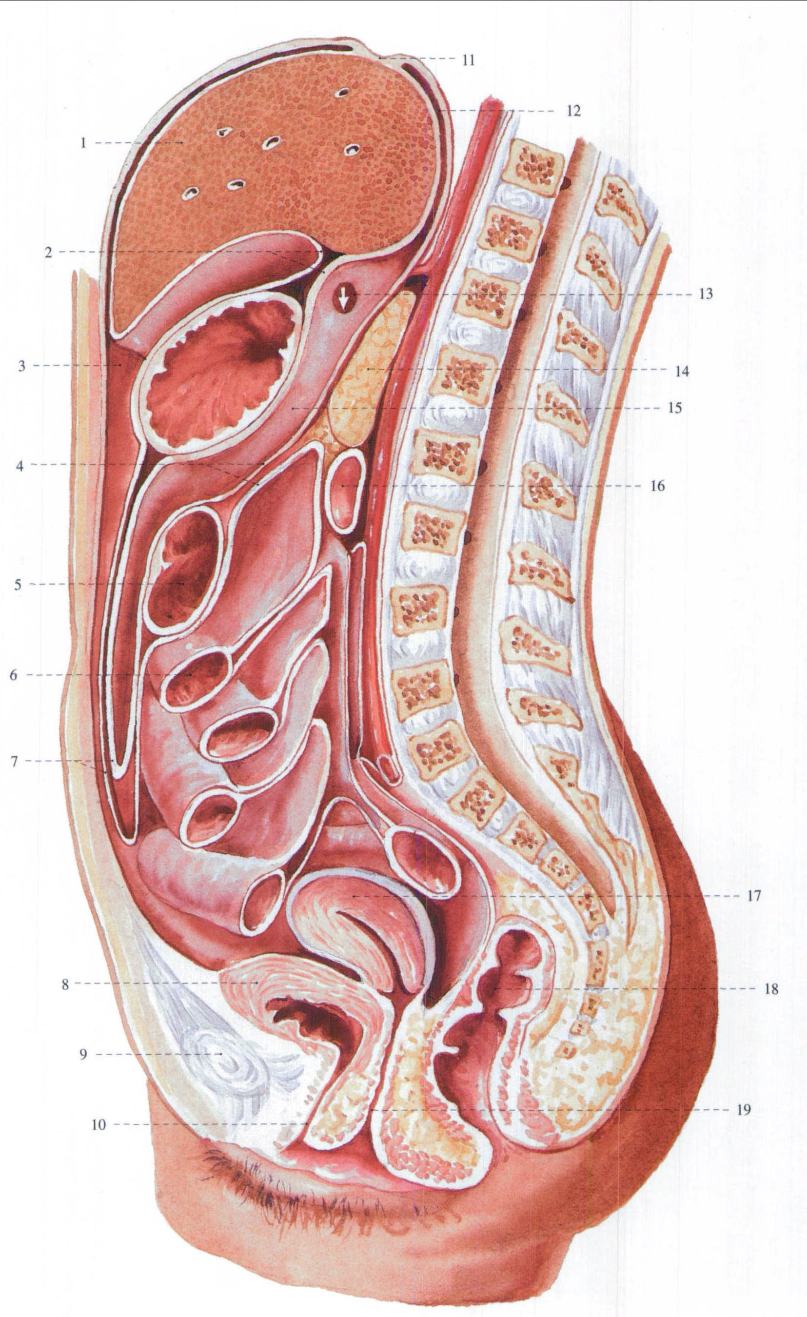 腹膜腔矢状切面图片