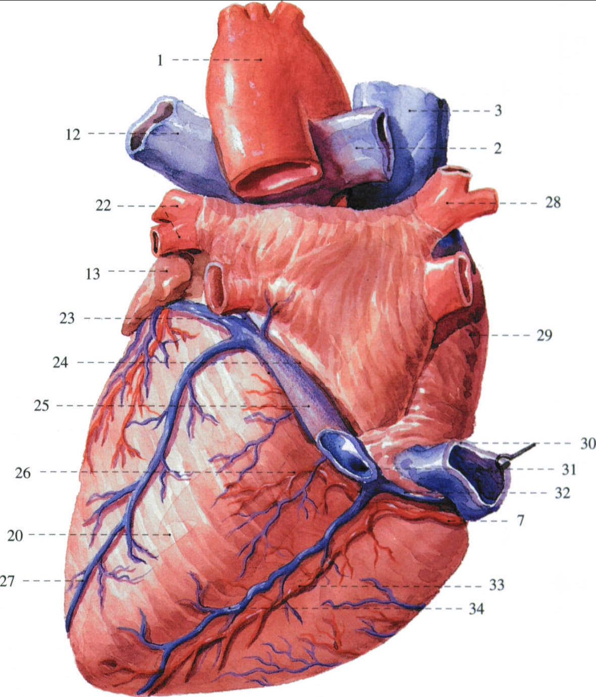 246.心脏的外形和血管 (后面观)