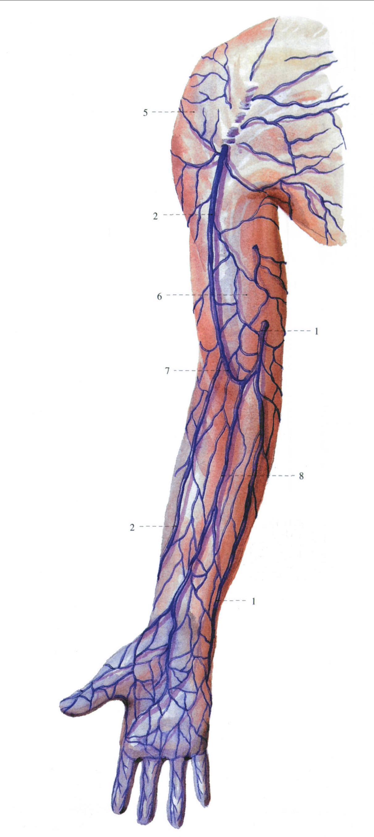 上臂静脉血管图图片