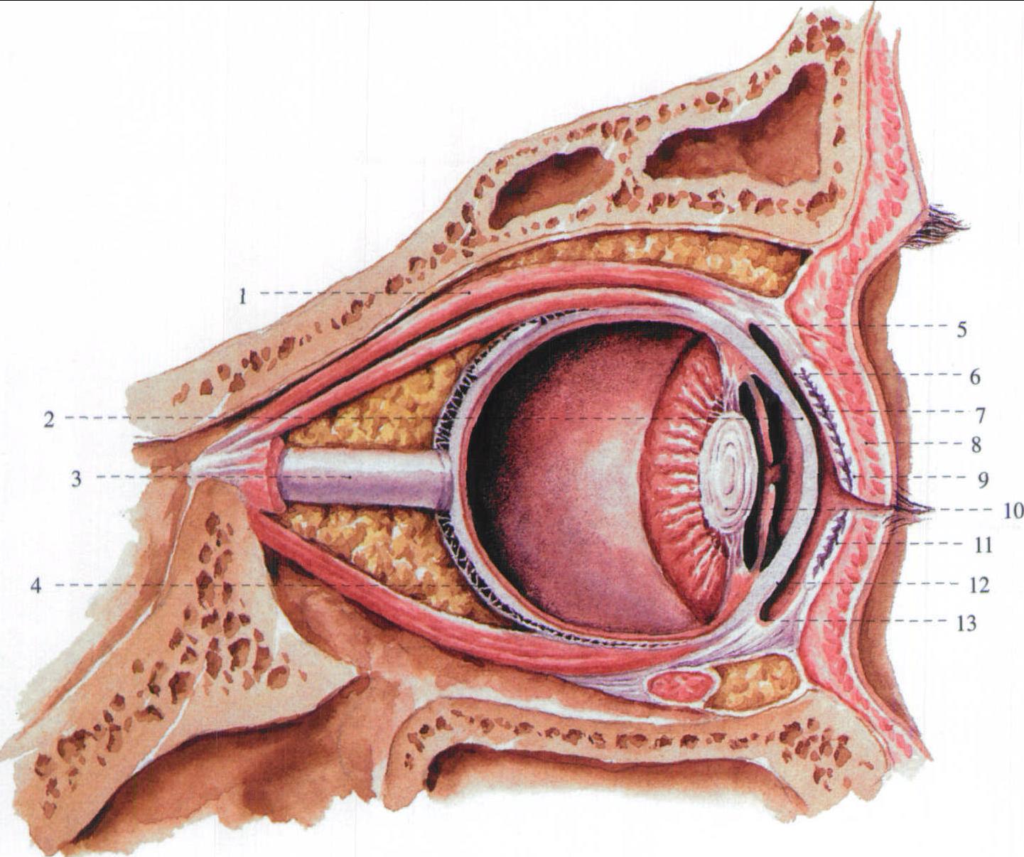 矢状位眼球解剖图图片