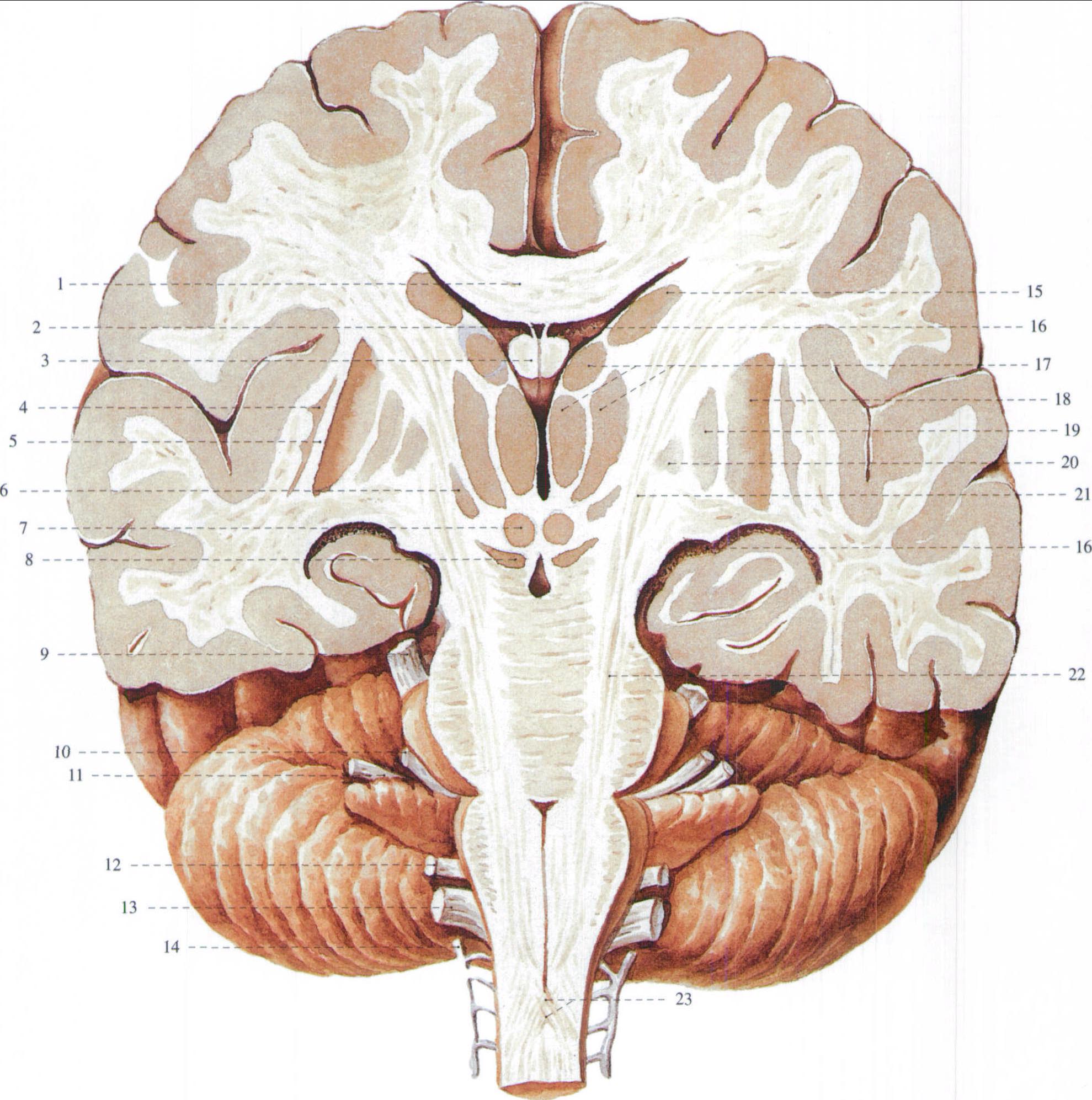 大脑冠状平面图图片