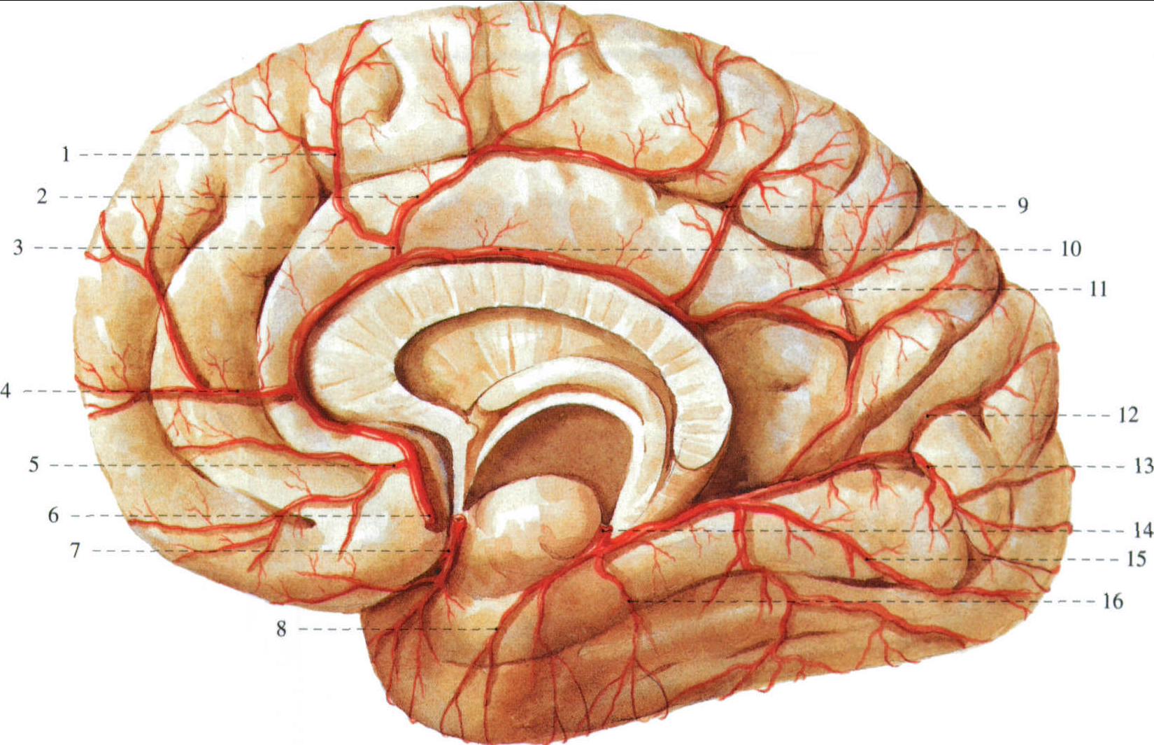 大脑的动脉 (内侧面观)