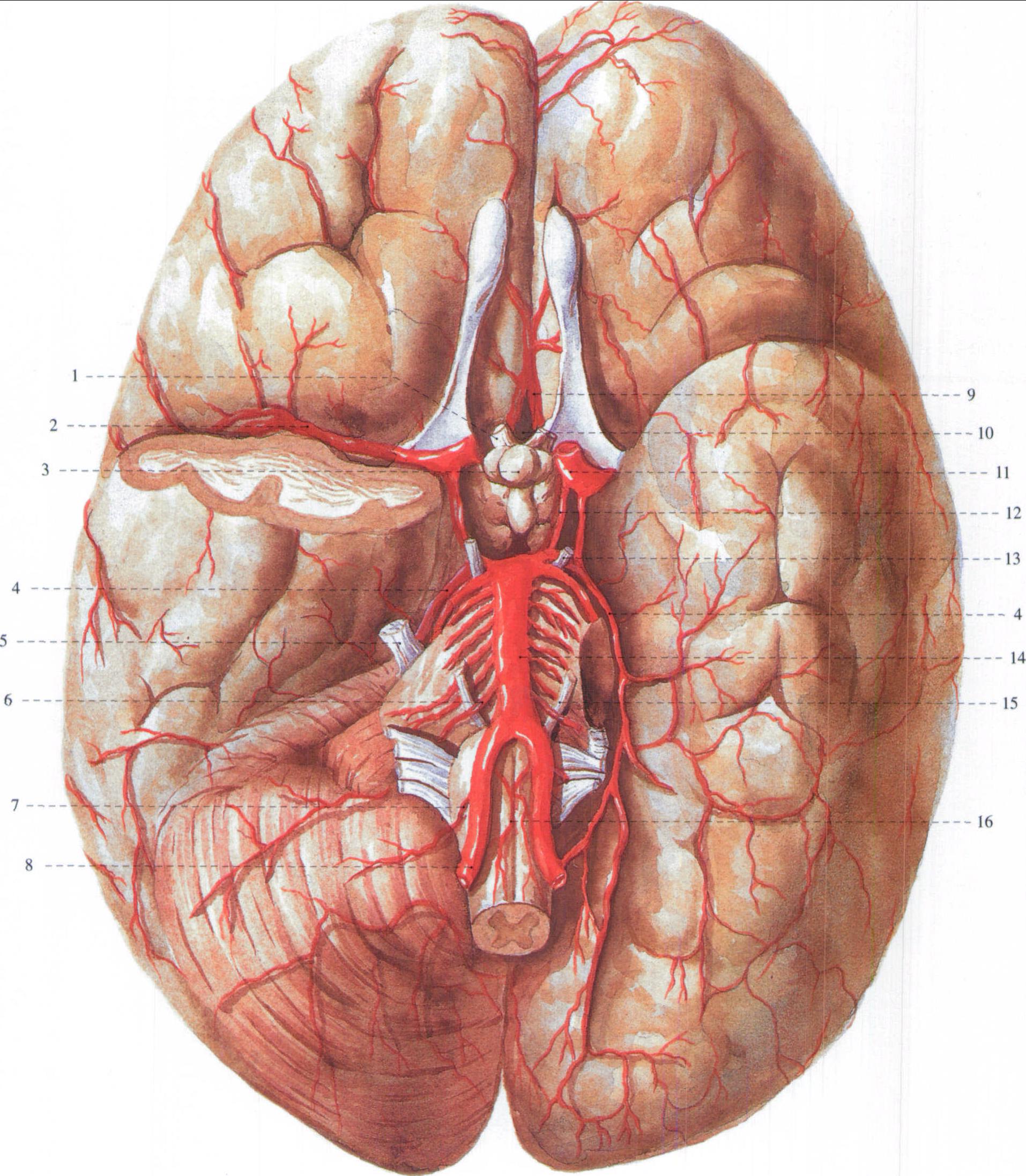 脑底部的动脉
