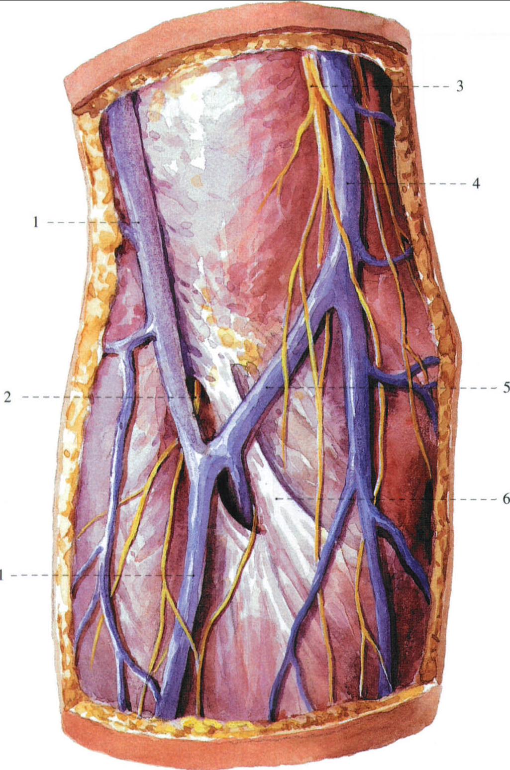 1头静脉cephalicvein2