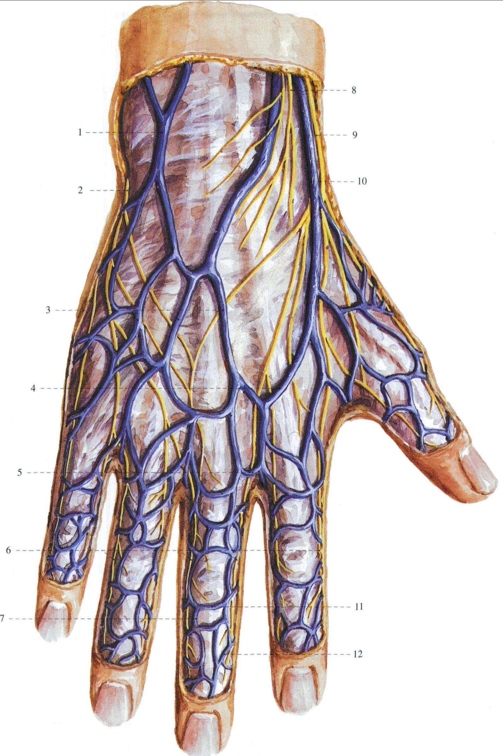 401.手背部的神经及其毗邻结构 (1)