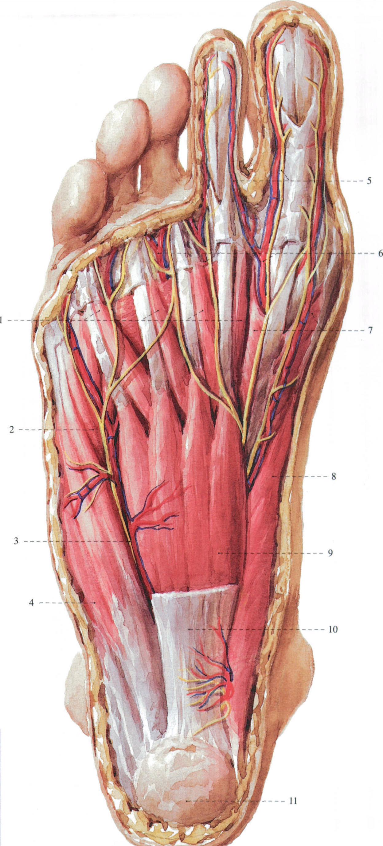 足底部的神经及血管 (1)