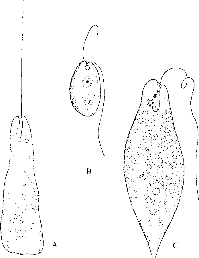 卵圆鞭毛虫图片