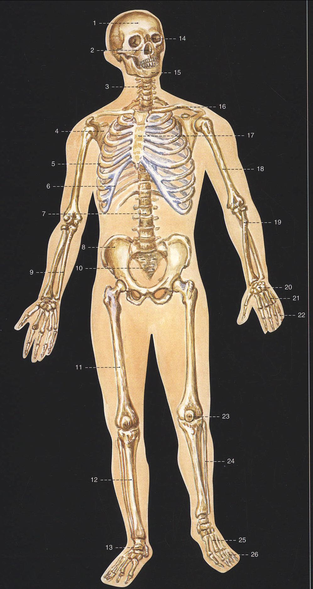 1.人体骨骼 (前面观)