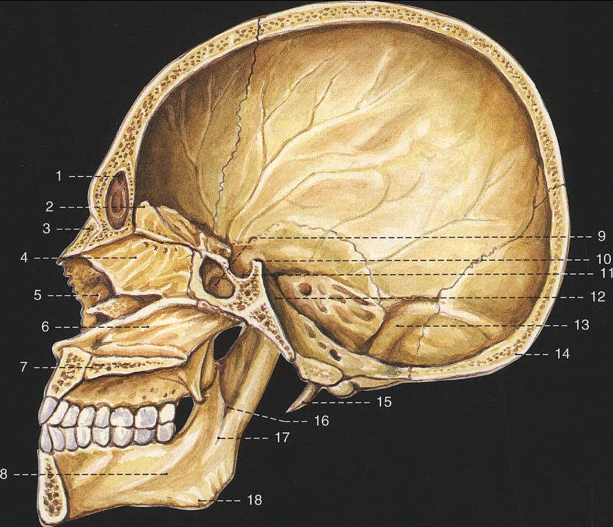 颅脑矢状位图片