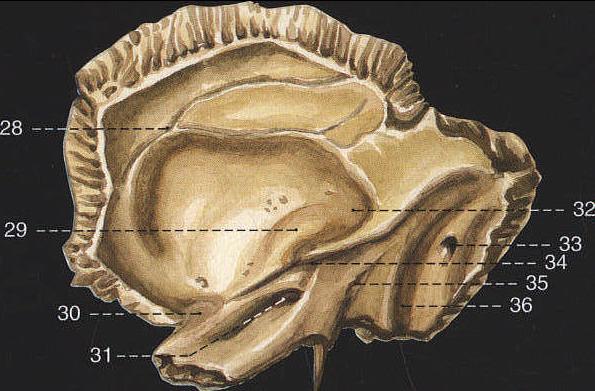 颞骨(内面观)