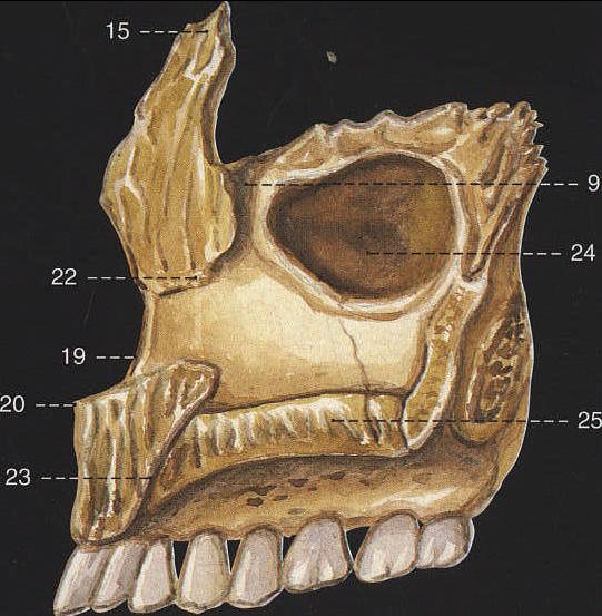 上颌骨 (内面观)