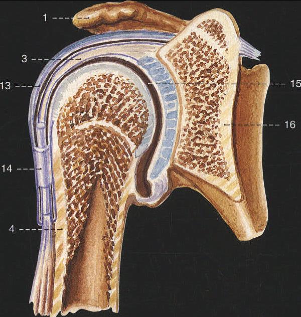 肩关节横断面解剖图图片