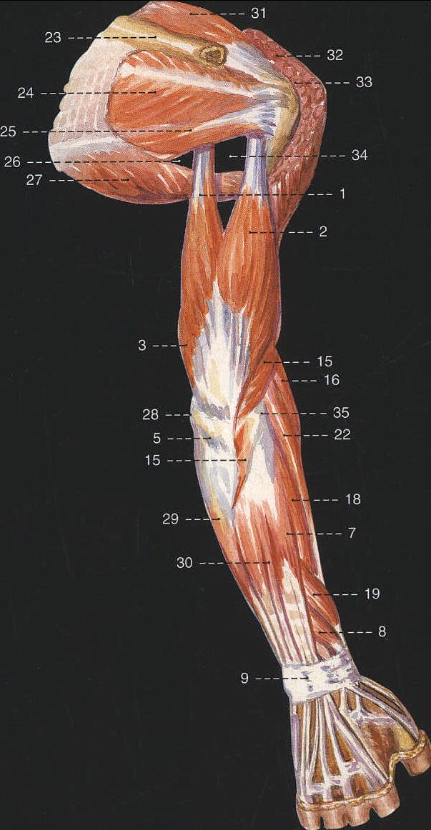 上肢肌肉解剖图高清图片