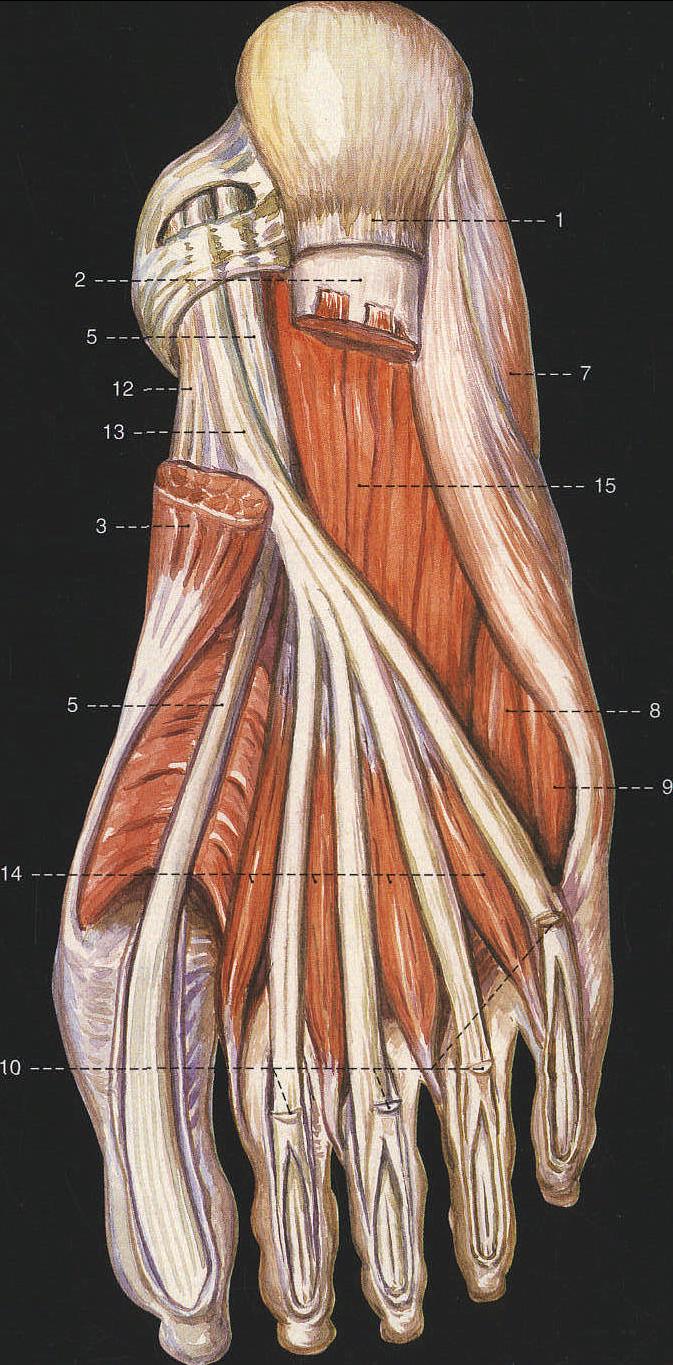 足底肌 (2)