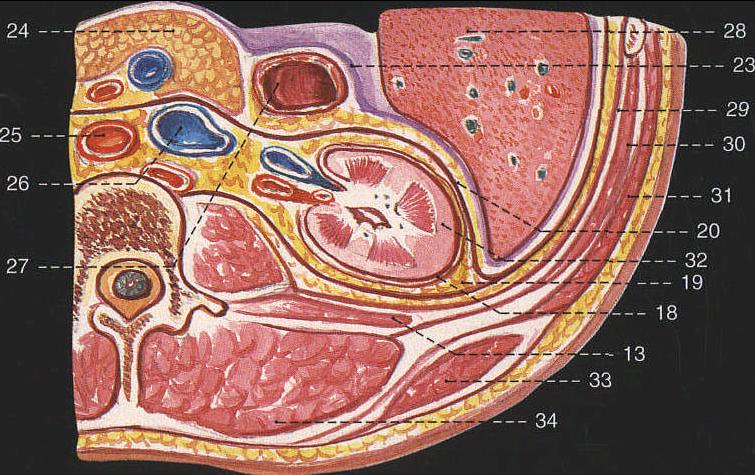 肾周筋膜解剖图片