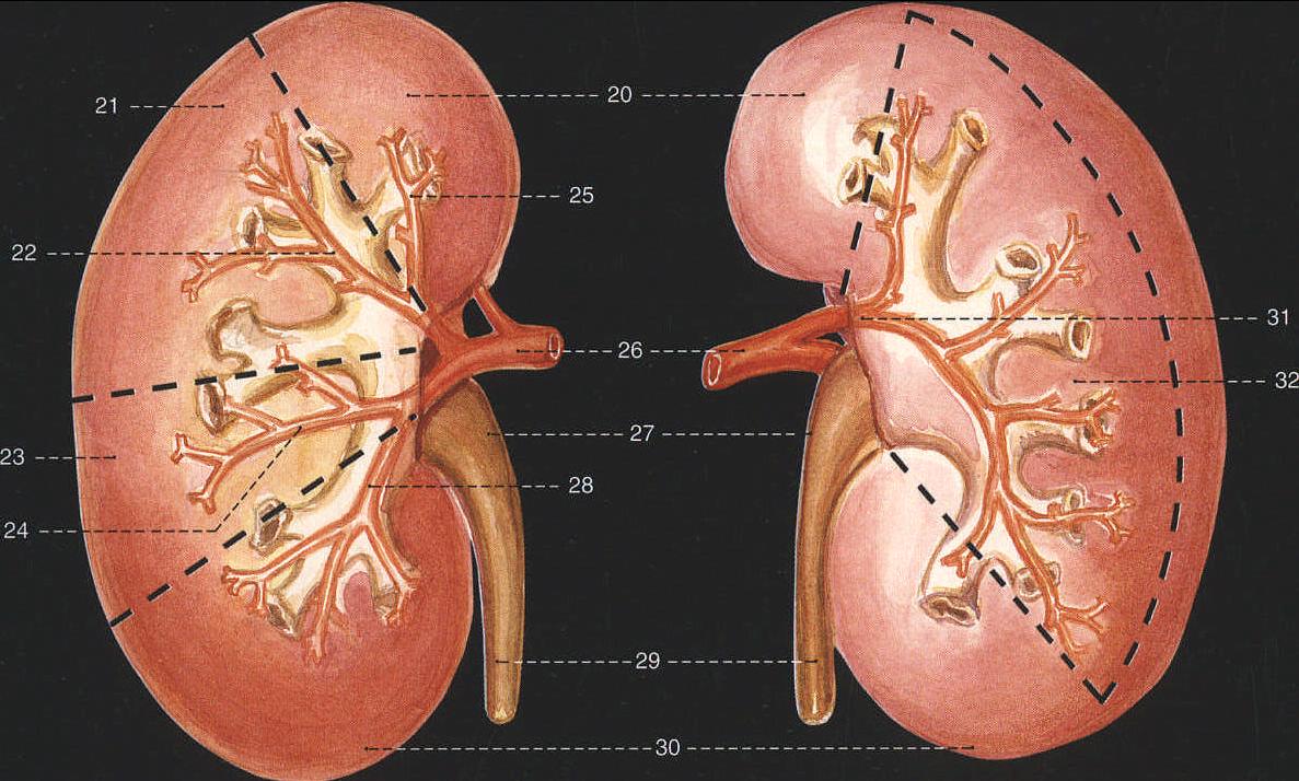 肾各级血管解剖图图片