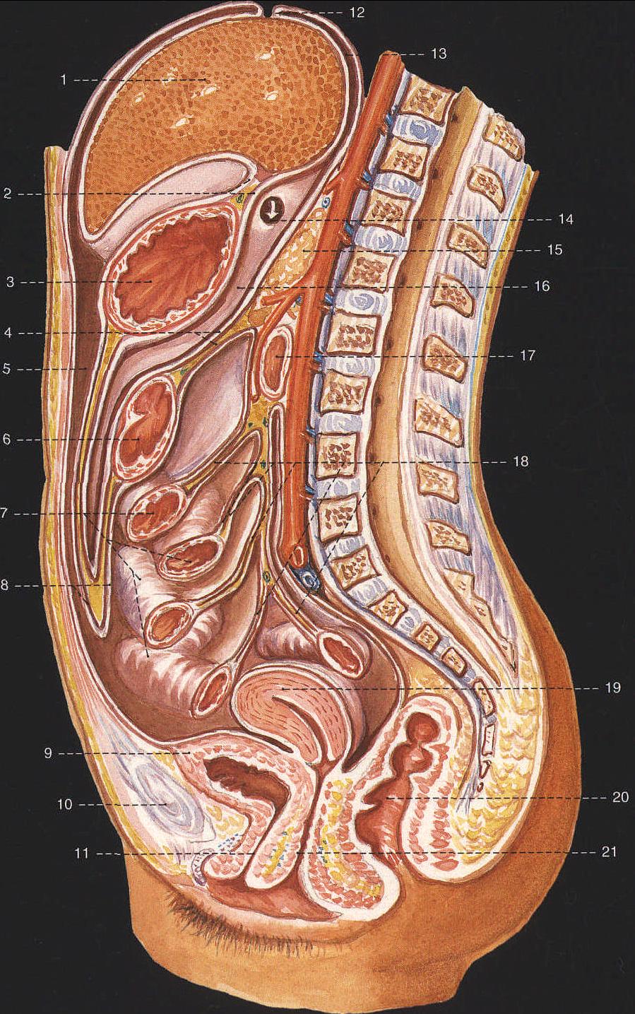 女性腹部脏器解剖平面图片