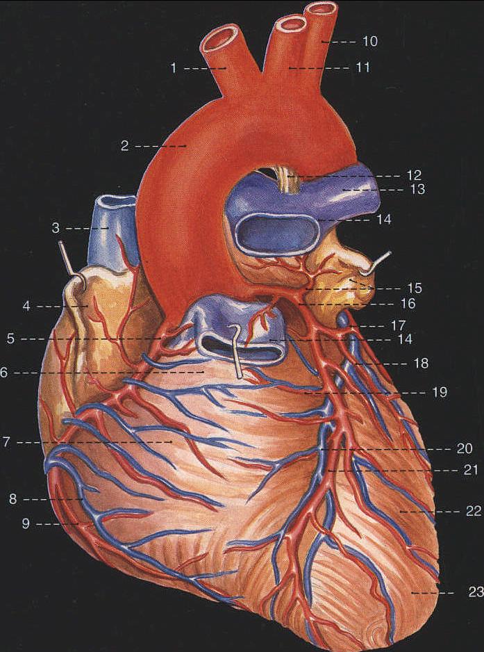 227.心脏的外形和血管 (前面观)