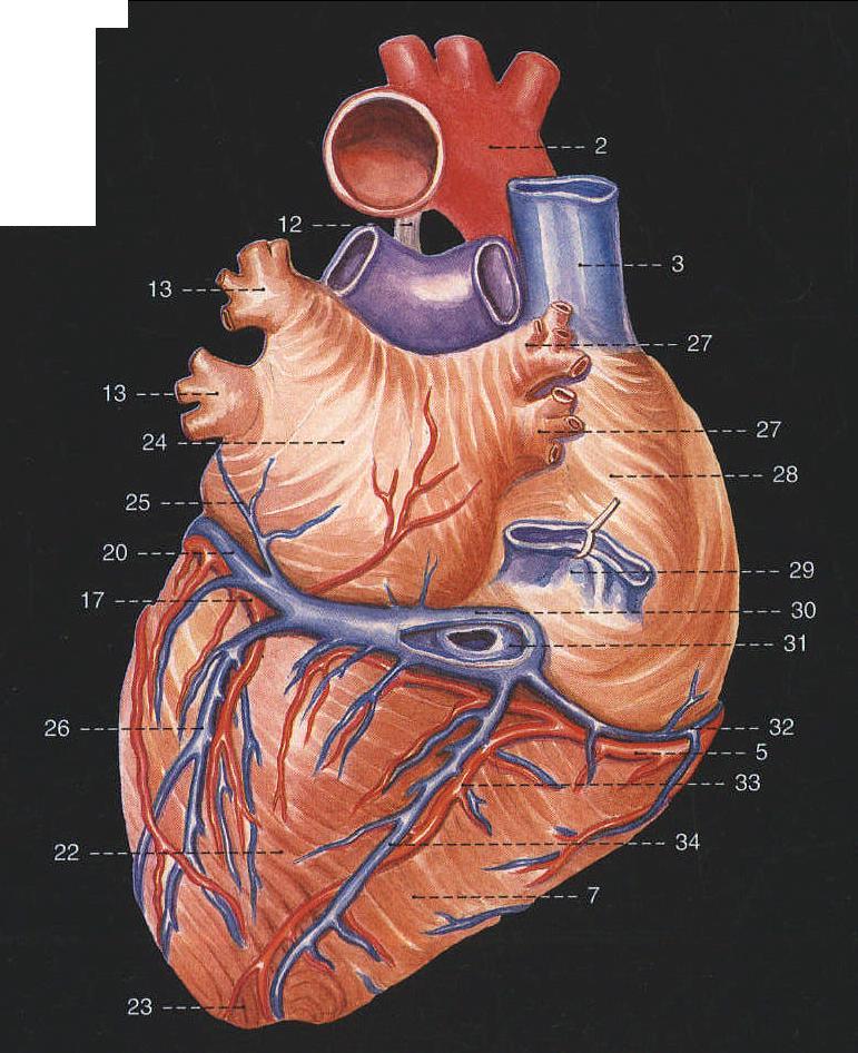 228.心脏的外形和血管 (后面观)