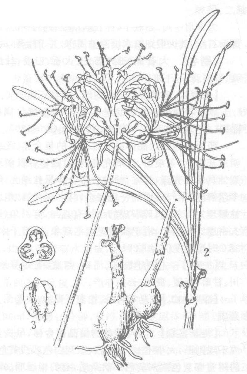 【别名】乌蒜,老鸦蒜,红花石蒜,鬼蒜,独蒜,野蒜