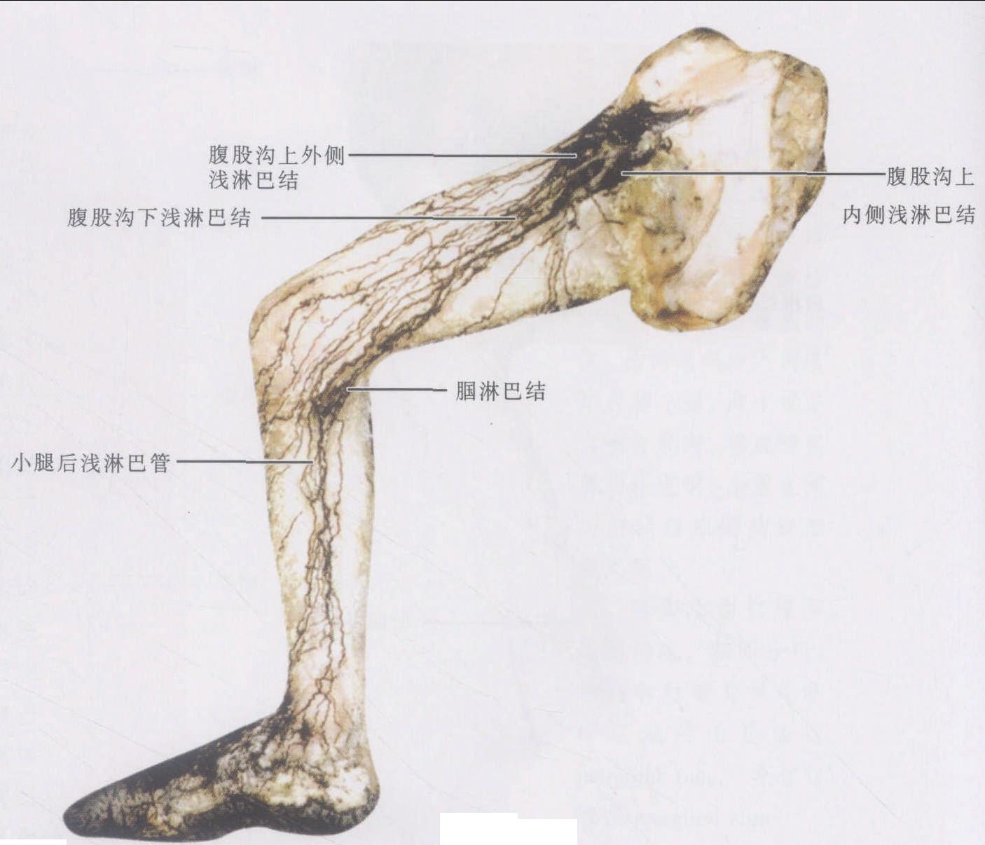 图3-2-8 下肢的淋巴管和淋巴结